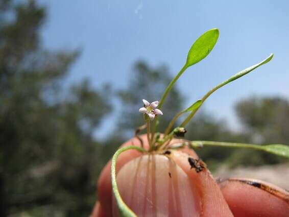 לימסולת המים // צילום: סיקו בכור 